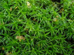 Polytrichum longisetum