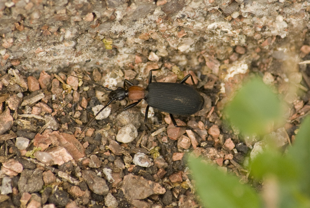 Galerita collaris