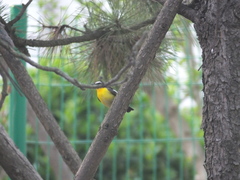 Ficedula zanthopygia