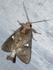 Notoplusia flavodiscata