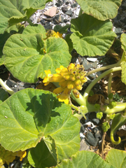 Ibicella lutea