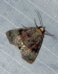 Drobeta