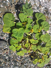 Ibicella lutea