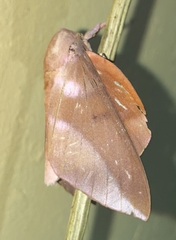 Othorene purpurascens image
