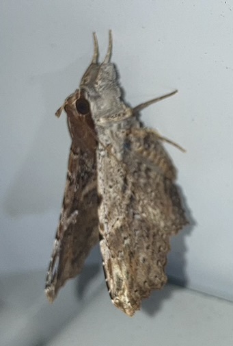Euclystis perplexa