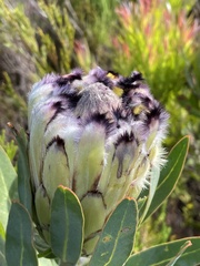 Protea burchellii × laurifolia
