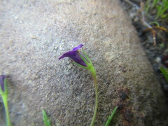 Monopsis debilis