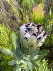 Protea burchellii × laurifolia