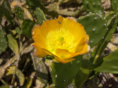 Opuntia bonaerensis