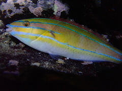 Stethojulis trilineata