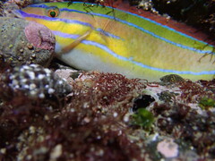 Stethojulis trilineata