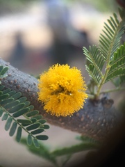 Vachellia farnesiana