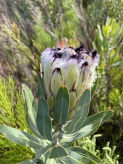 Protea burchellii × laurifolia