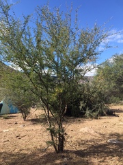 Vachellia farnesiana