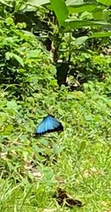 Morpho helenor narcissus