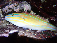 Stethojulis trilineata