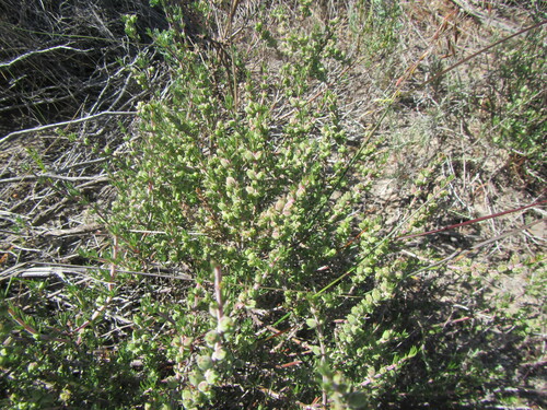 Image of Nenax acerosa by (c) douglaseustonbrown, some rights reserved (CC BY-SA)