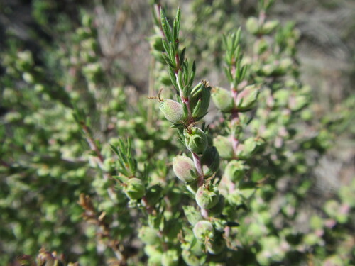 Image of Nenax acerosa by (c) douglaseustonbrown, some rights reserved (CC BY-SA)