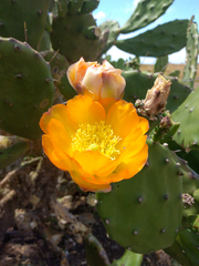 Opuntia bonaerensis