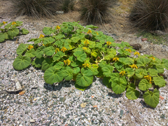 Ibicella lutea
