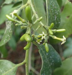 Vallesia glabra