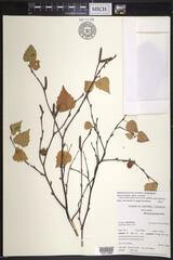 Betula pendula pendula