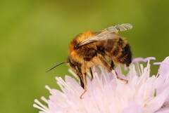 Anthophora furcata