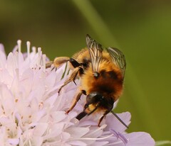 Anthophora furcata