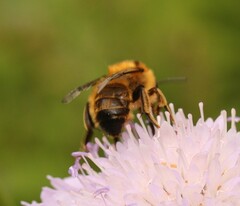 Anthophora furcata