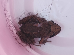 Eleutherodactylus planirostris
