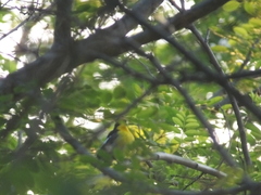 Ficedula zanthopygia