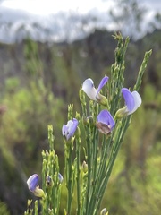 Psoralea usitata