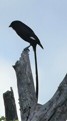 Lanius melanoleucus