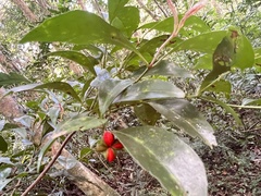 Euonymus