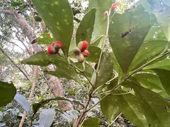 Euonymus