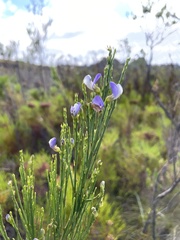 Psoralea usitata