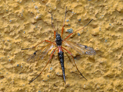 Tanyptera atrata