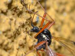 Tanyptera atrata