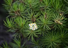 Darwiniothamnus tenuifolius