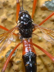 Tanyptera atrata
