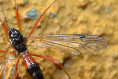 Tanyptera atrata