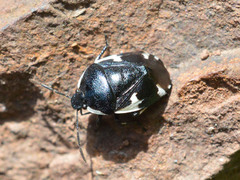 Tritomegas sexmaculatus