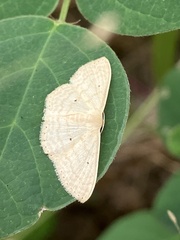 Scopula