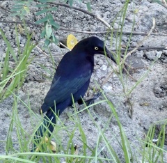 Quiscalus lugubris
