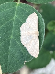 Scopula
