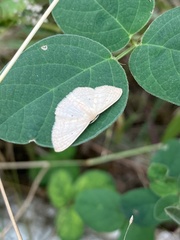 Scopula