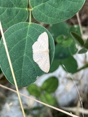 Scopula
