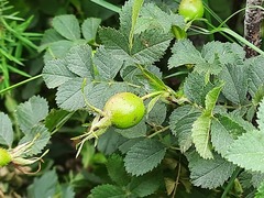 Rosa pulverulenta