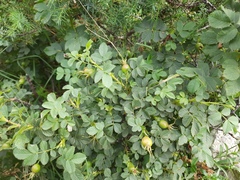 Rosa pulverulenta