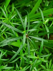 Asperula molluginoides
